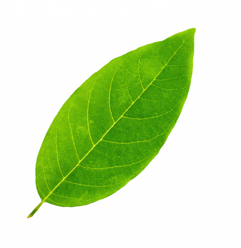 Reflexa-nachhaltig-Blatt-2